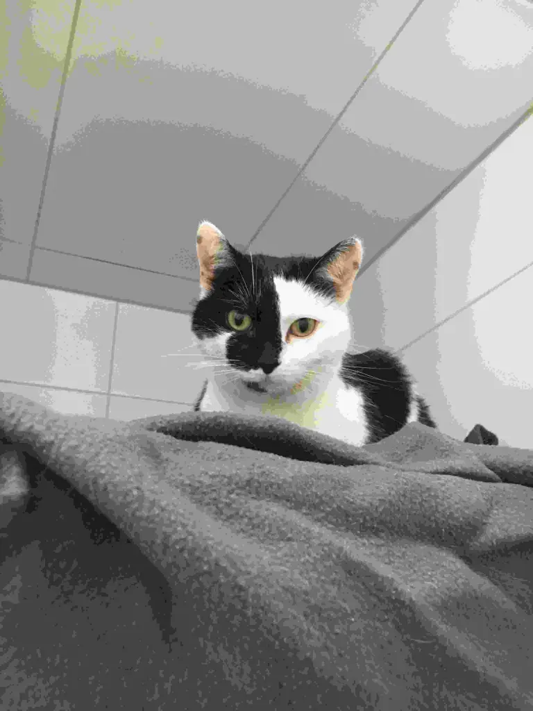 Image from Miezi