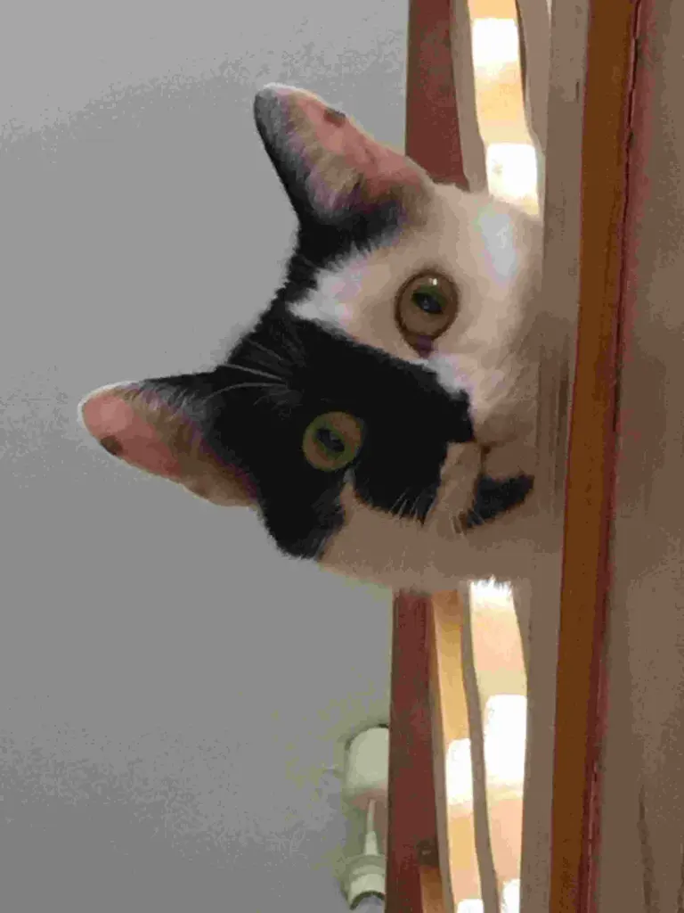 Image from Miezi