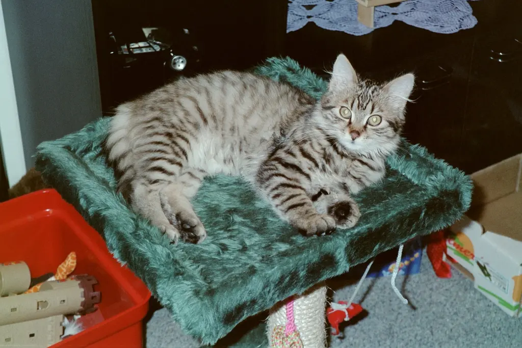 Condolence image of Nici