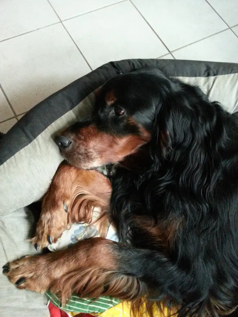 Condolence image of Monika mit Ole im Herzen