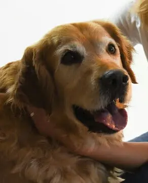 Condolence image of Micha mit Cäsar im Herzen