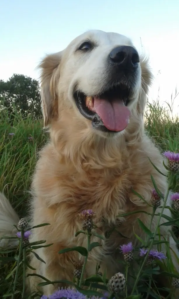 Condolence image of Für Balou ❤