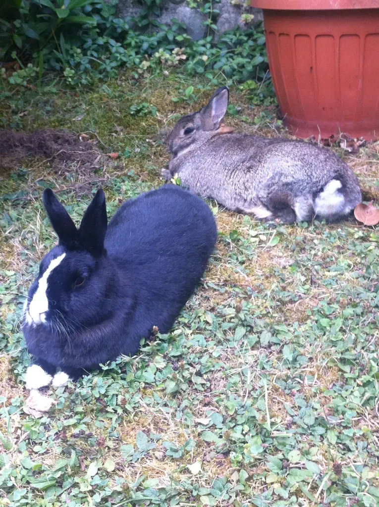Condolence image of Eine Rose für Balou 