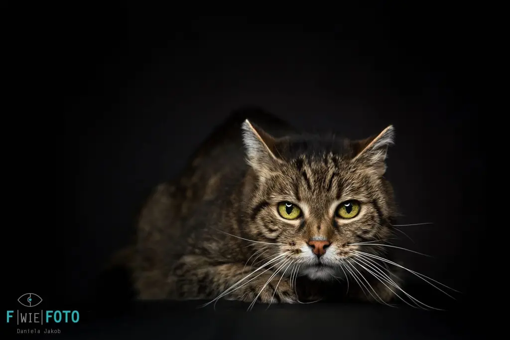 Image from Artemis