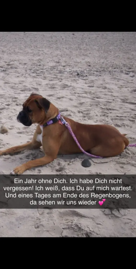 Condolence image of Ein Jahr schon ohne Dich