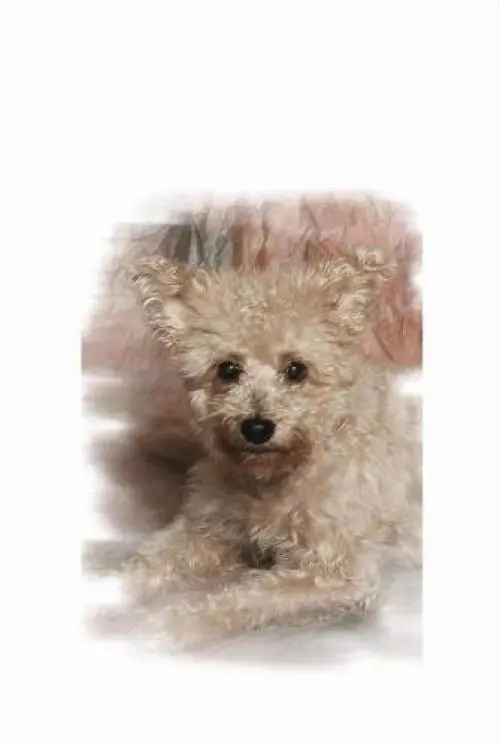 Image from Teddy