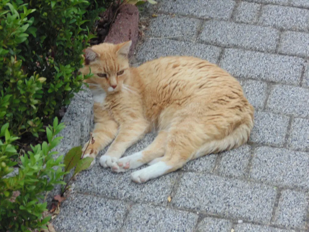 Bild von Floh