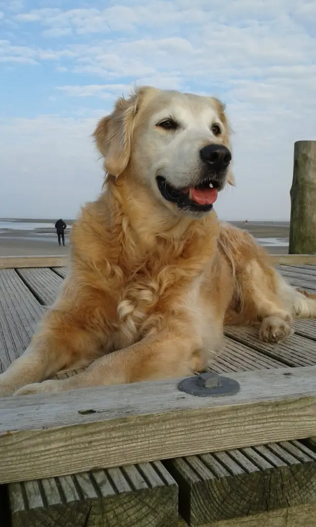 Condolence image of Für Tommy ❤