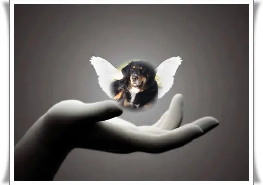 Condolence image of Fur Claudia❤️