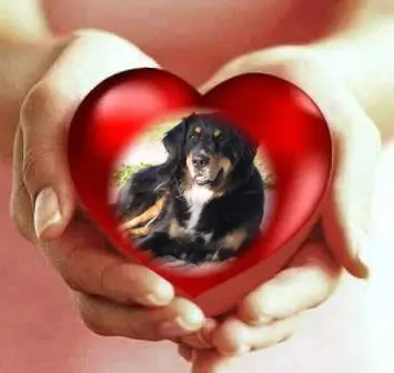 Condolence image of Fur Claudia❤️