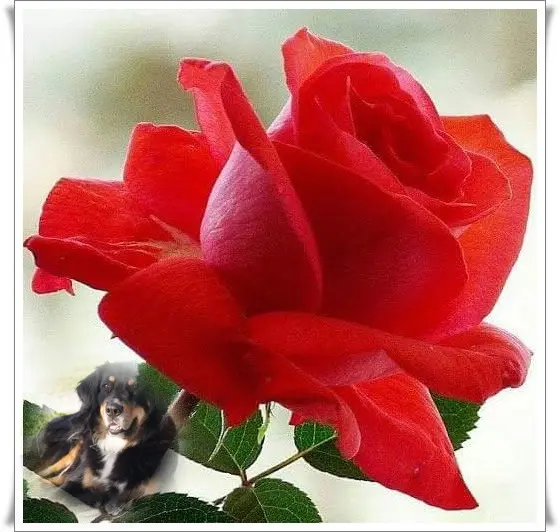 Condolence image of Fur Claudia❤️