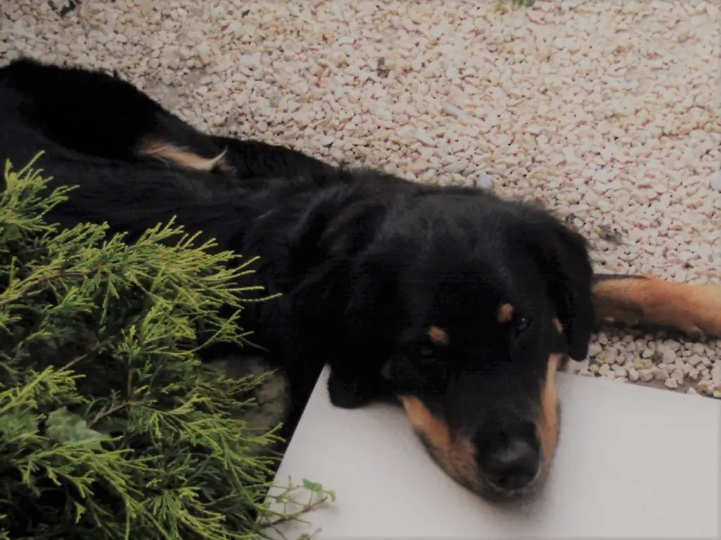 Condolence image of Claudia