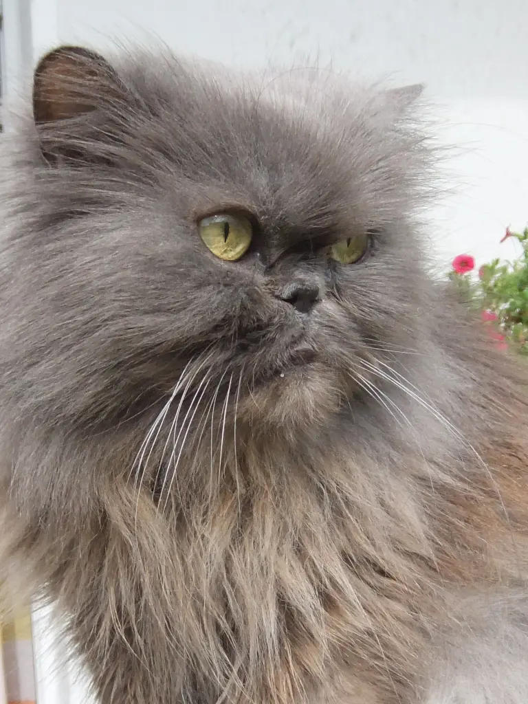 Condolence image of Mia
