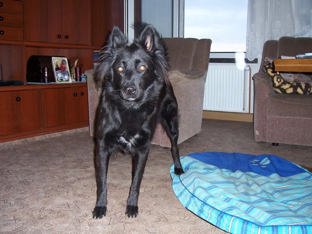 Condolence image of Gabi mit Bessy im Herzen