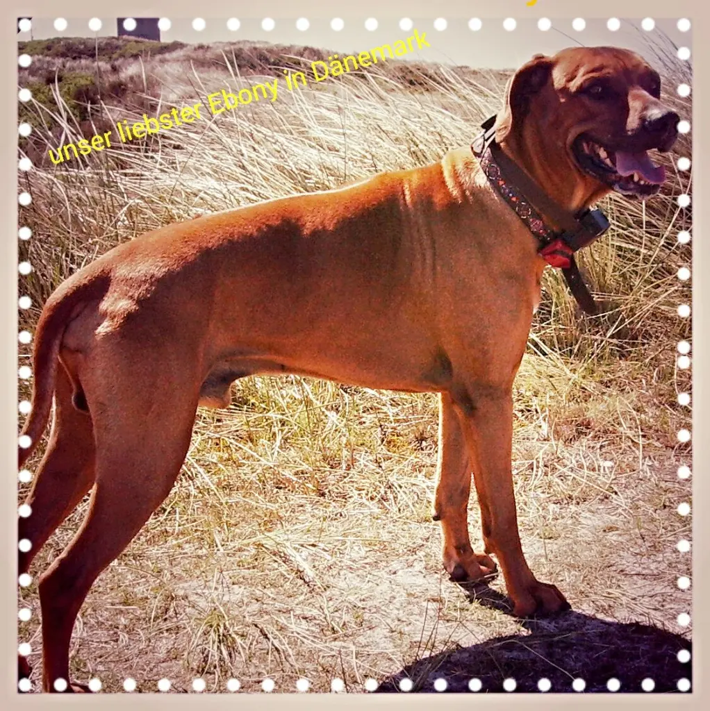 Condolence image of Britta