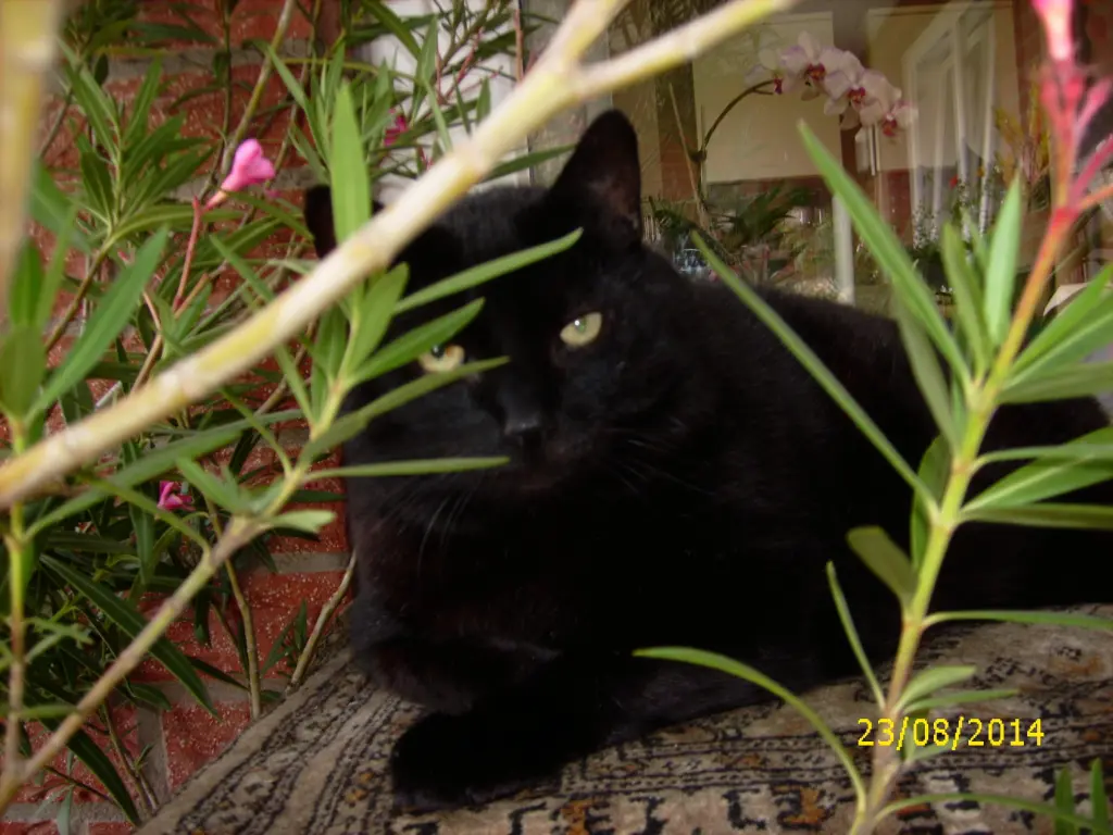 Condolence image of Erika