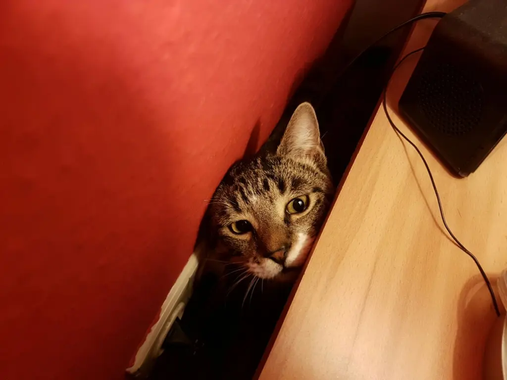 Image from Simba
