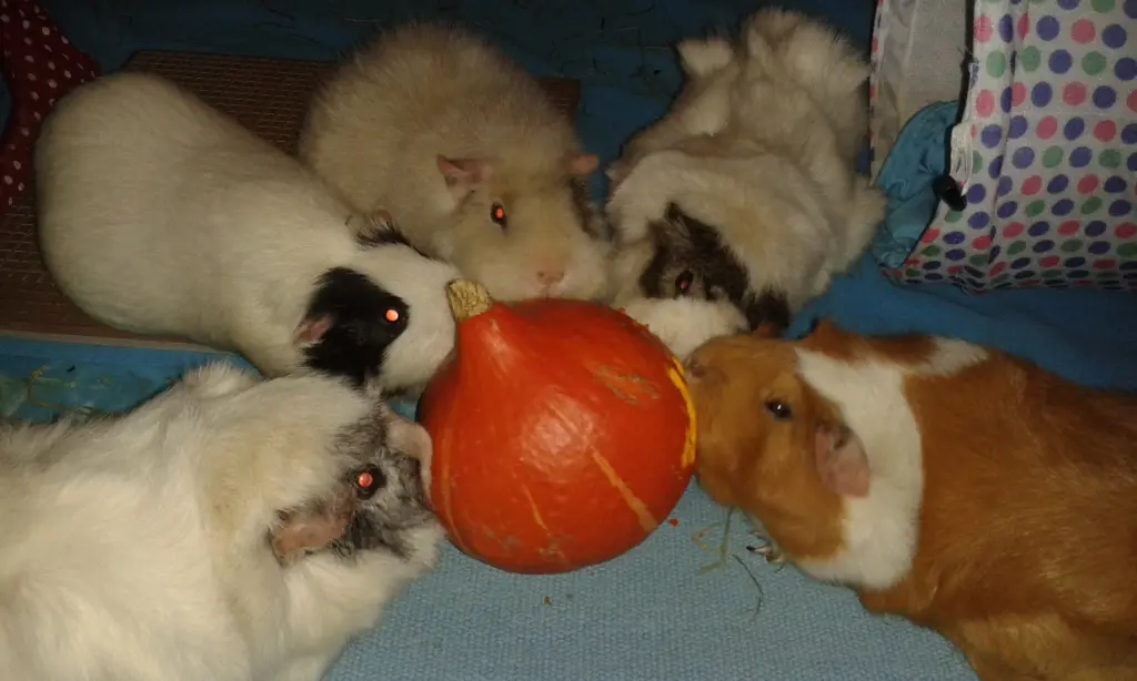 Condolence image of Schweinemama