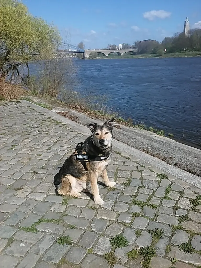 Condolence image of Carola