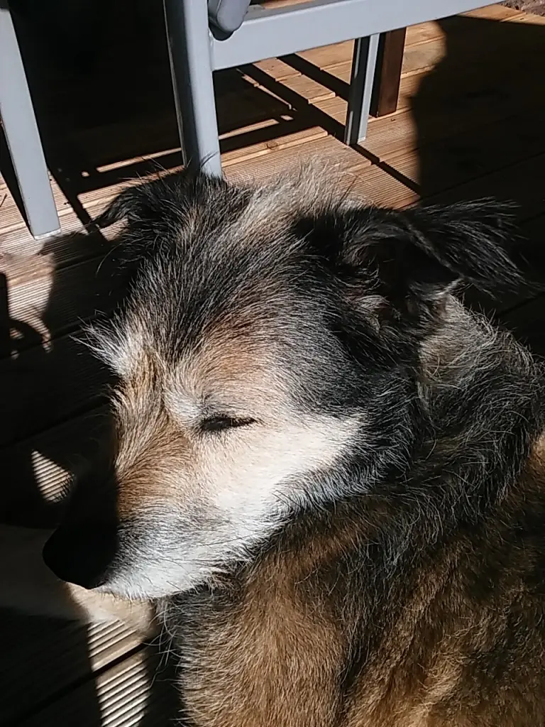 Condolence image of Carola