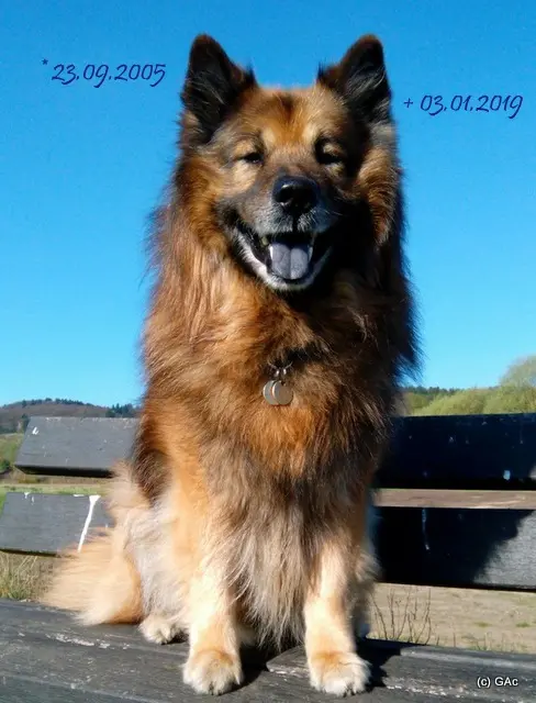 Andachtsbild von Gisela