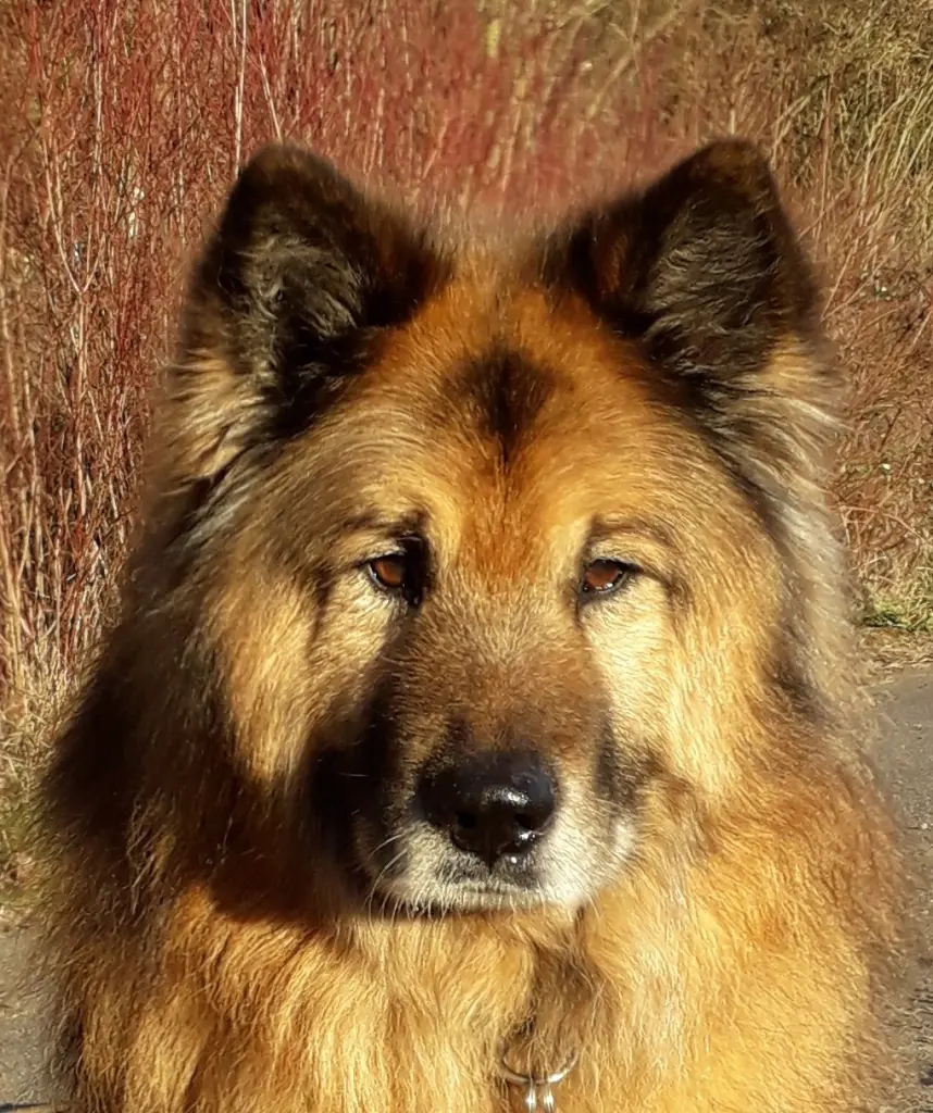 Andachtsbild von Gisela