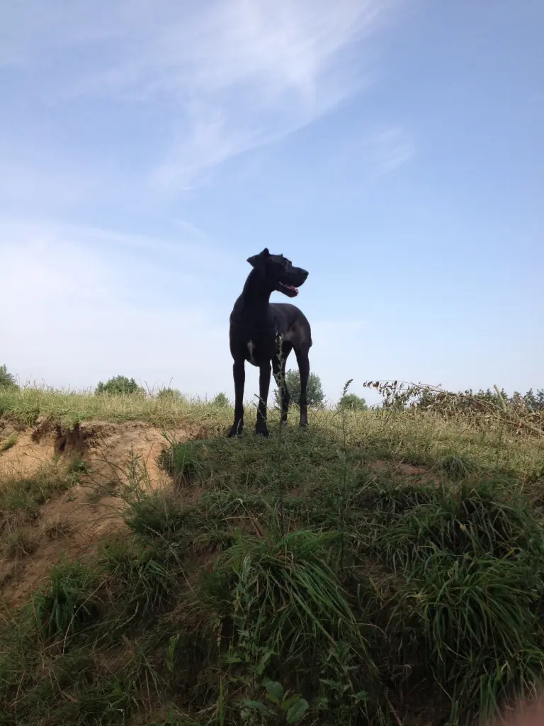 Image from Chayenne