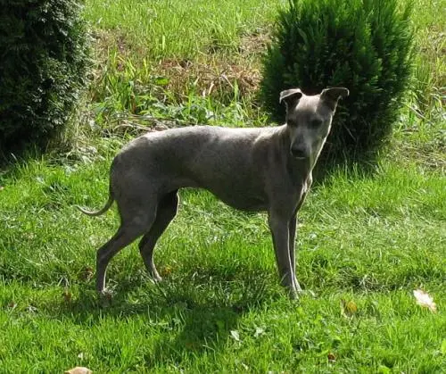 Image from Trixi
