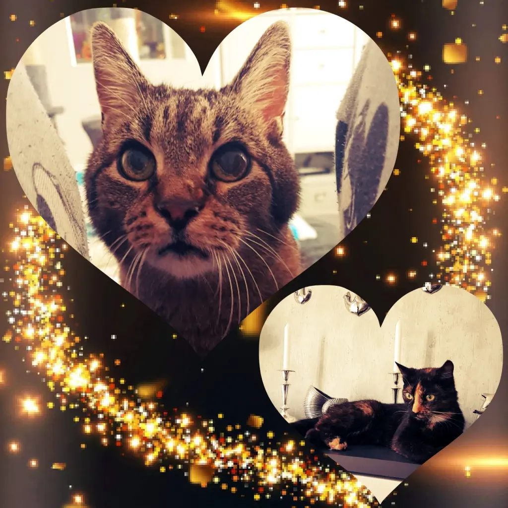 Image from Tiger