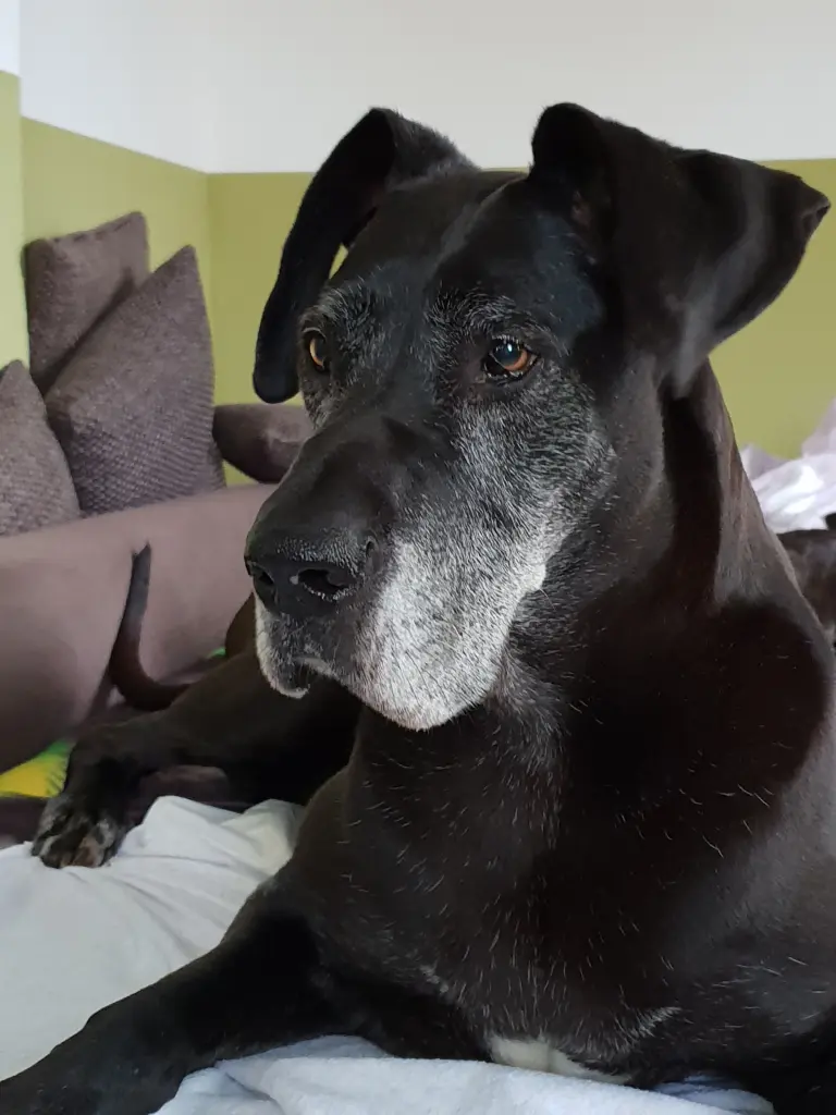 Condolence image of Daniel mit Seelenhund Chayenne