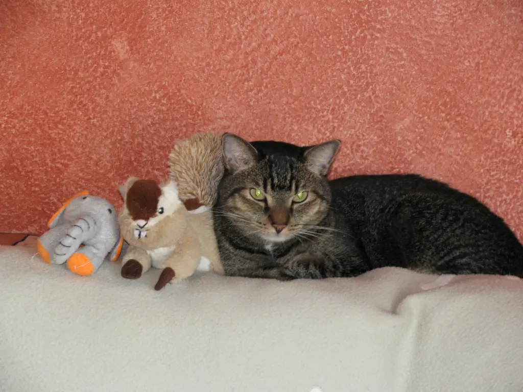Image from Pepper