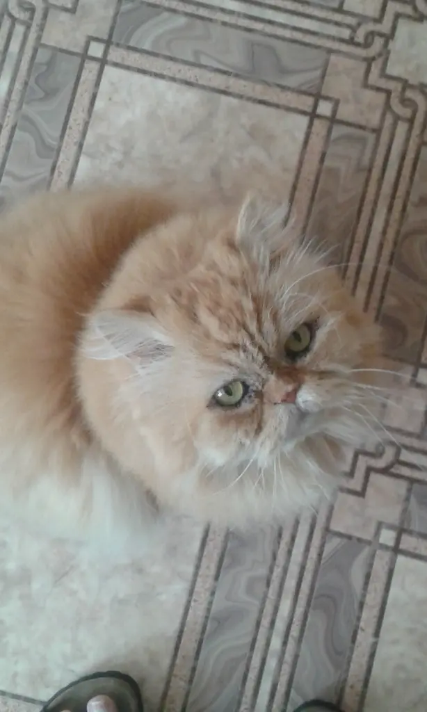 Andachtsbild von Christiane mit Lucky Kleiner