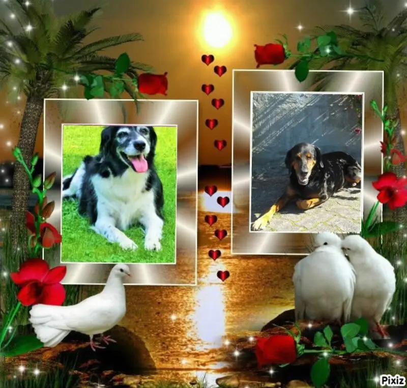 Andachtsbild von Brigitte mit Nelly, Benny und Axel im Herzen