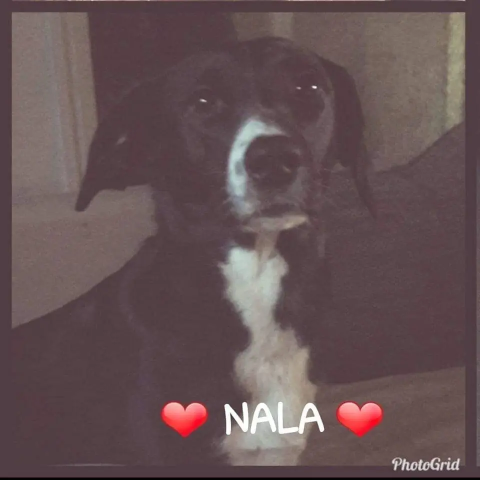 Image from Nala