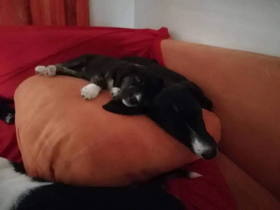Image from Nala