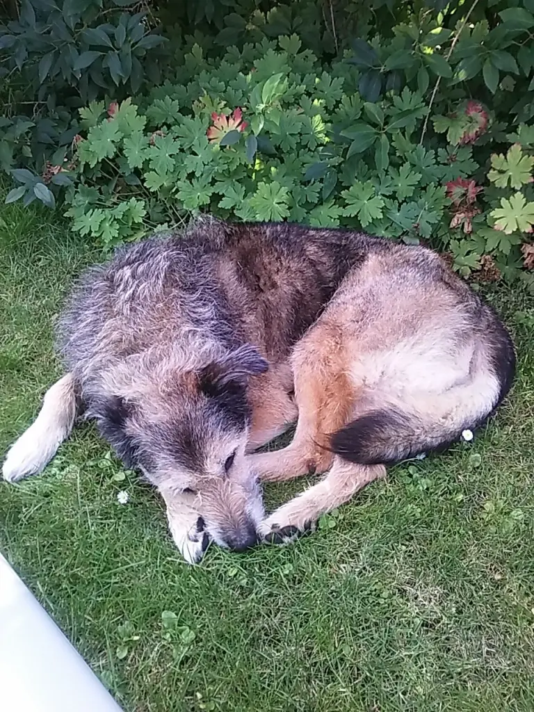 Andachtsbild von Carola mit Vince im Herzen