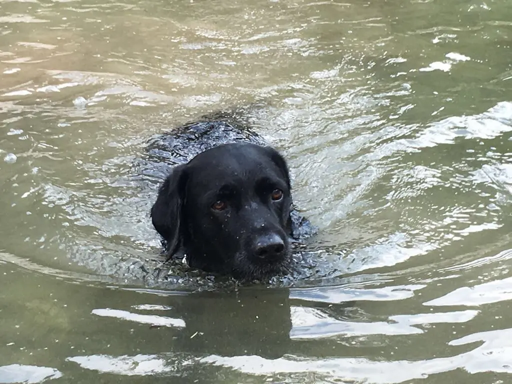 Andachtsbild von Heidi mit Buddy tief im Herzen