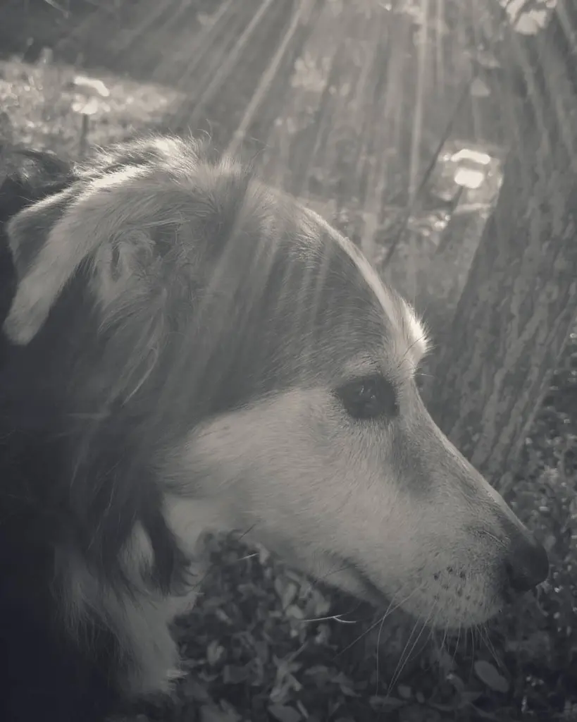Image from Pavlos