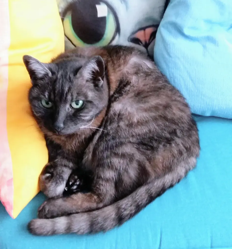 Image from Püppy