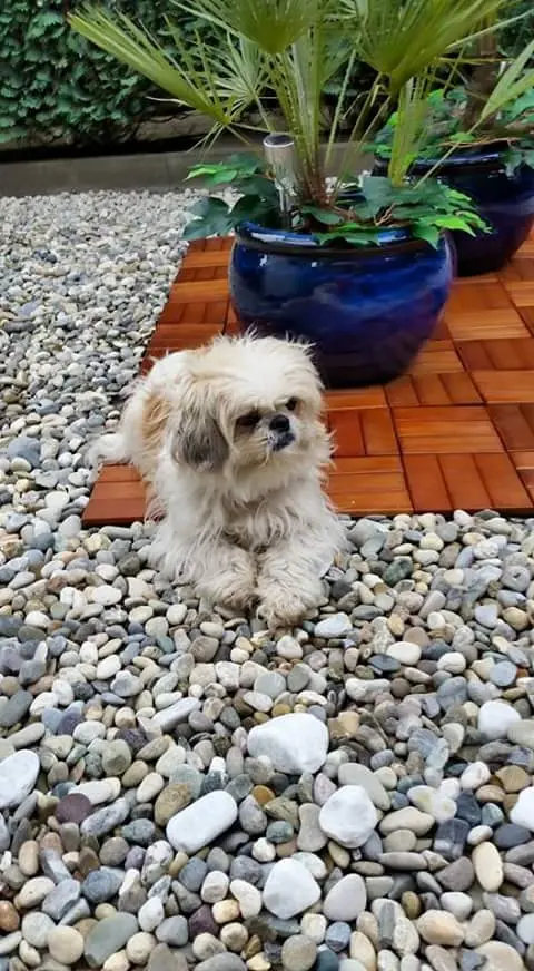 Condolence image of Heike Lauch