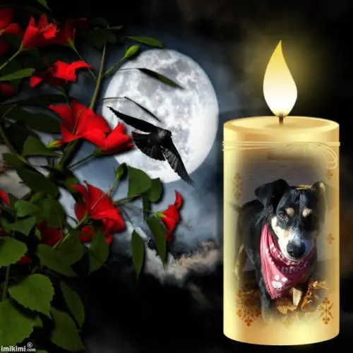 Image from Sally