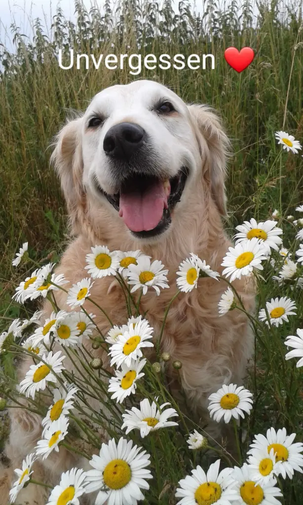 Condolence image of Unbekannt