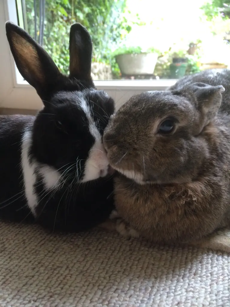 Condolence image of Eine Rose für Ole