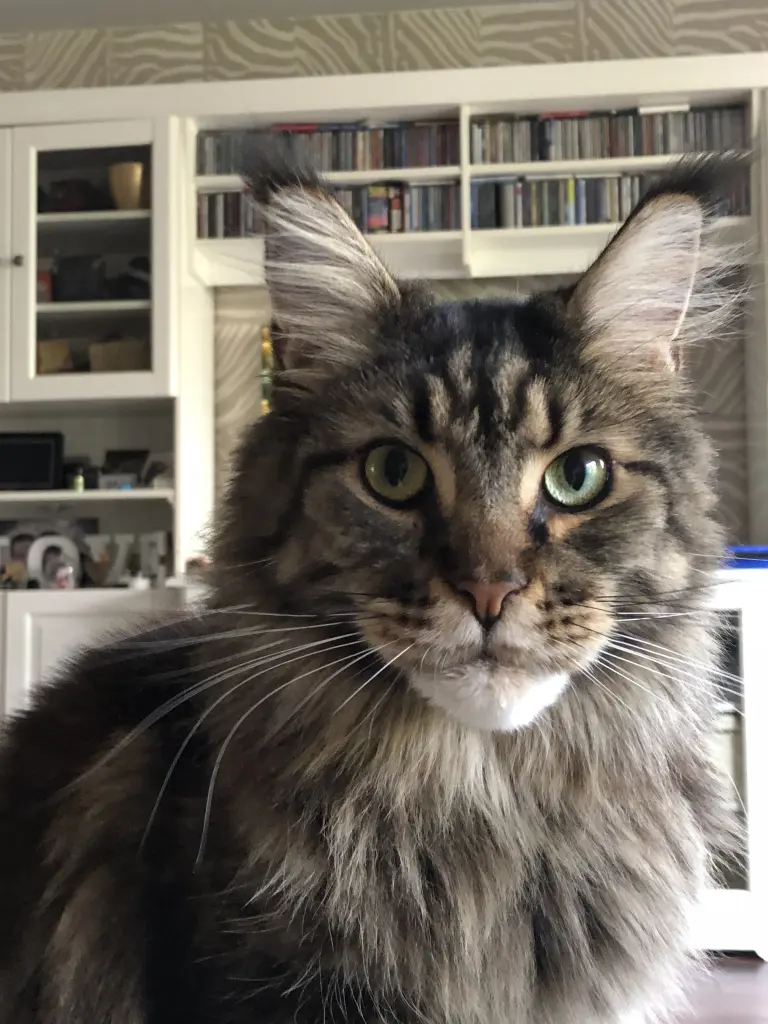 Condolence image of Guinness  Cypercat
