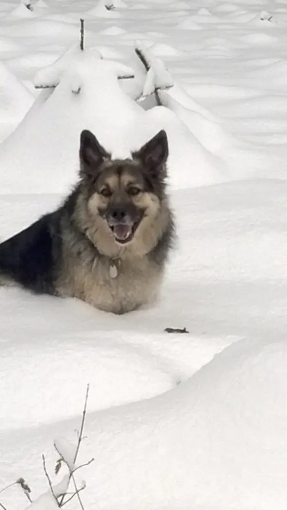 Andachtsbild von Susanne mit Rusty im Herzen