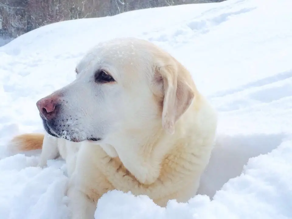 Andachtsbild von Thomas