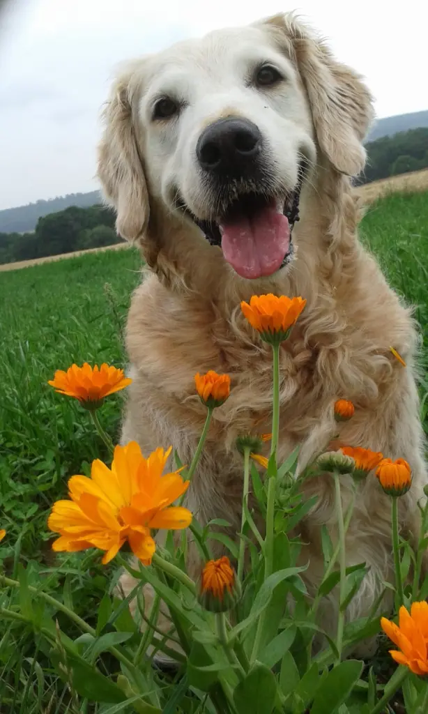 Andachtsbild von Unbekannt