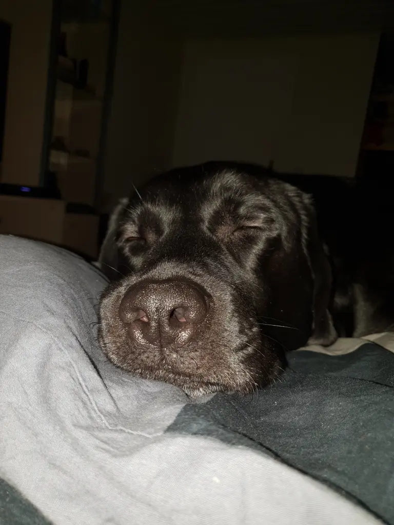 Andachtsbild von Nancy