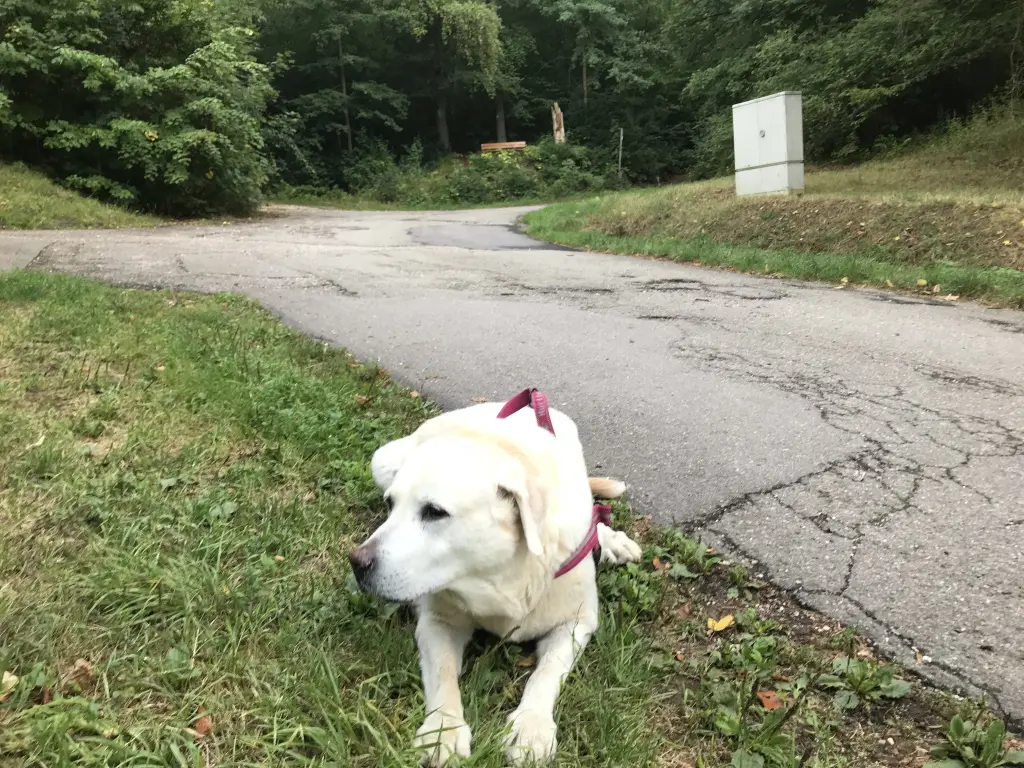 Andachtsbild von Tom