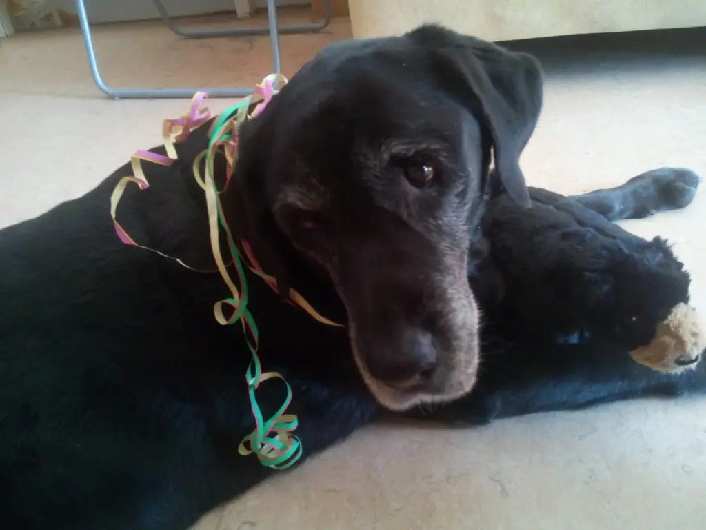 Andachtsbild von Marion mit Kira und Chicca für immer und ewig im Herzen♥